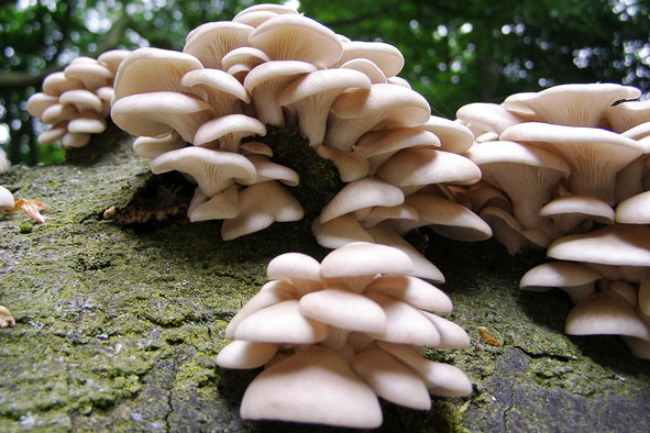 穩(wěn)定的供貨渠道