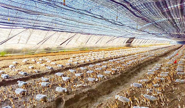 紫蓬山基地羊肚菌長勢喜人