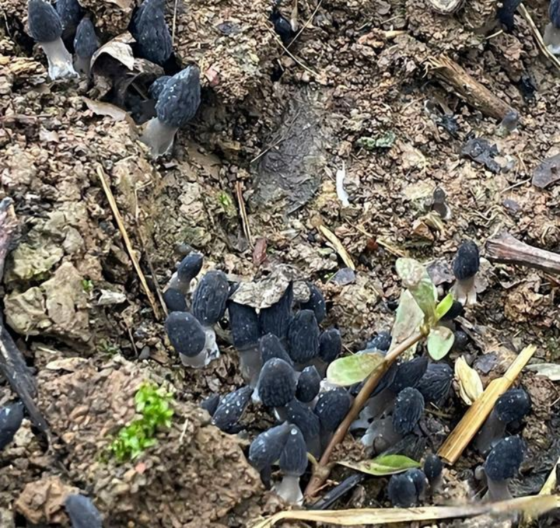 1727614810438729.png image.png