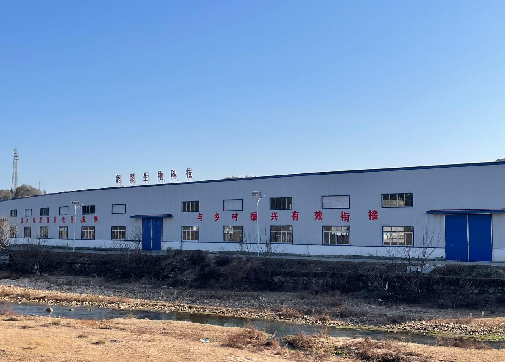 安徽新徽菇冶溪基地羊肚菌出品