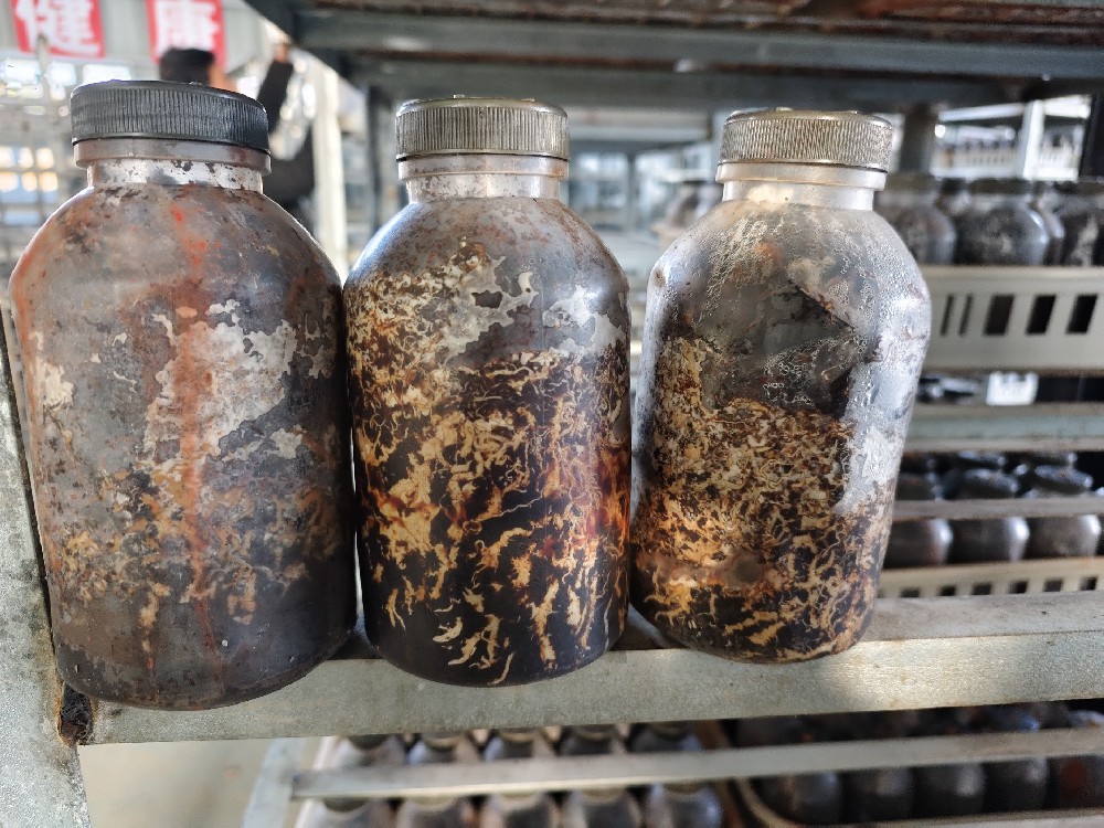 天麻蜜環(huán)菌